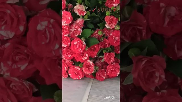 Spbroza.ru Букет из кустовой розы 70 см смотреть онлайн