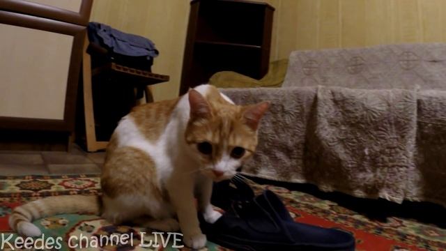 Купаем и лечим котенка Печеньку смотреть онлайн