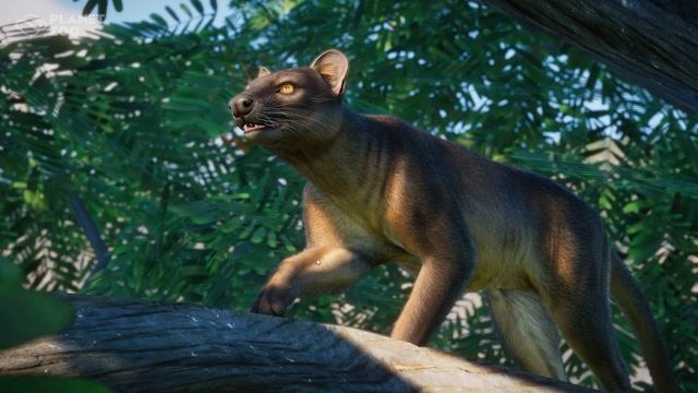 Its The Eye of the Fossa! Planet Zoo Screenshot смотреть онлайн