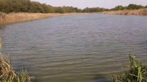 Секретное место на реке 2я Кочеты. Рыбалка, обзор, Красносельское.