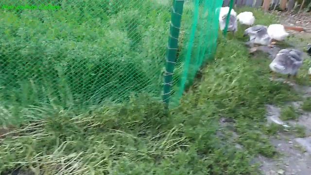Любим птицу, разрешаем всё! смотреть онлайн