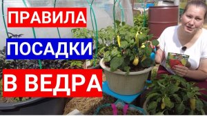 Хотите вырастить томаты в ведре или контейнере - не сомневайтесь! 5 золотых правил