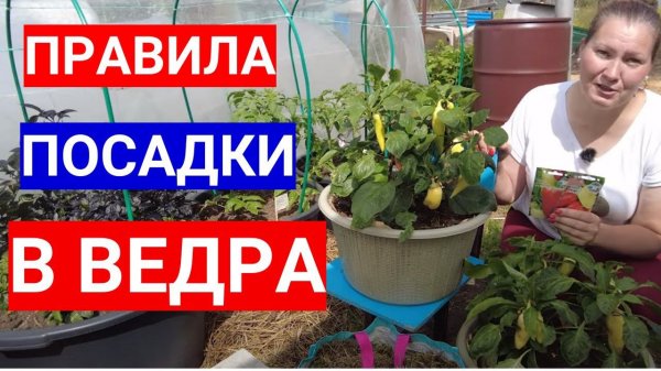 Хотите вырастить томаты в ведре или контейнере - не сомневайтесь! 5 золотых правил