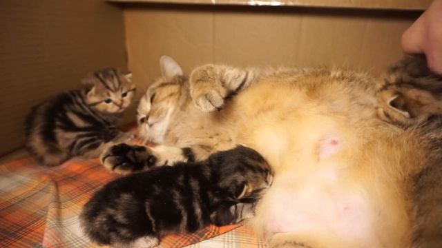 ? Milk stasis and mastitis - what to do? смотреть онлайн