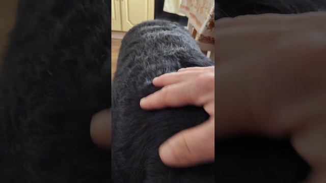 Юника хочешь вкусняшку?