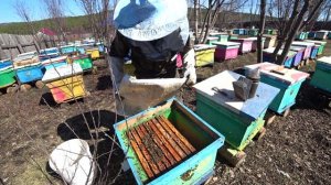 ГЛАВНЫЕ ОСНОВНЫЕ РАБОТЫ НА ПАСЕКЕ РАННЕЙ ВЕСНОЙ ПОСЛЕ ОБЛЁТА ПЧЁЛ..mp4