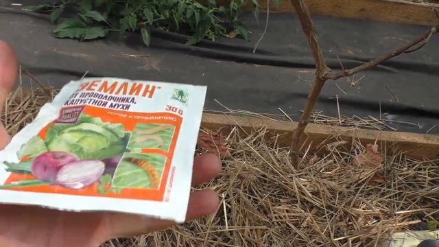 Виноград в теплице.Спасение г.ф. Алвика . смотреть онлайн