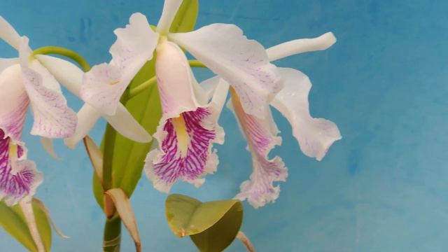 Cattleya maxima f.s/a`Yoneda' (orchid) смотреть онлайн