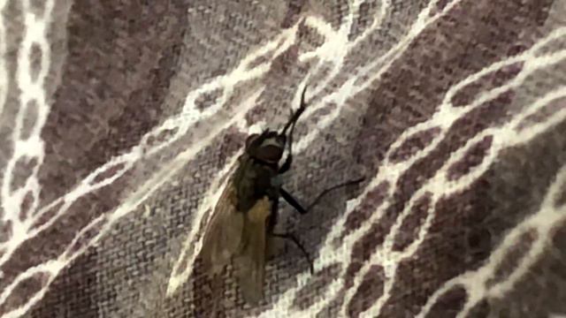 АШАЛЕЕТЬ.Муха моет руки смотреть онлайн