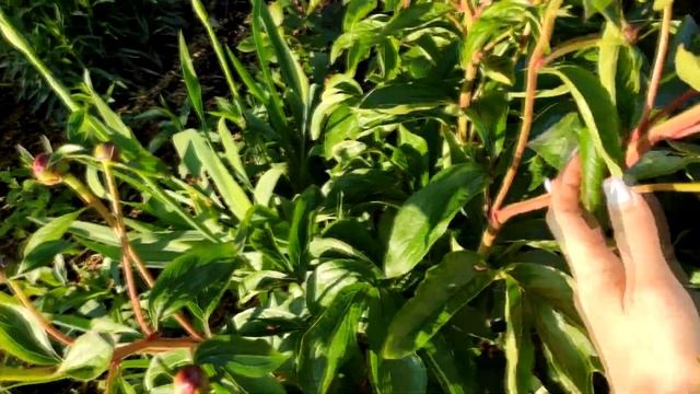 ЛУЧШЕЕ Органическое УДОБРЕНИЕ Для БОГАТОГО УРОЖАЯ И ОБИЛЬНОГО ЦВЕТЕНИЯ ДЕЛАЕМ САМИ 2 СУПЕР Способа смотреть онлайн