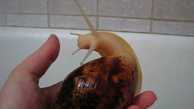 Achatina Reticulata Albino 2 смотреть онлайн