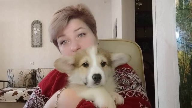 Универсальный солдат Воплощение мечты) Про хвосты у корги. смотреть онлайн