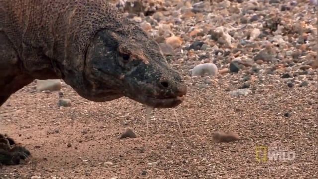 Дракон с острова Комодо (лат. Varanus komodoensis) смотреть онлайн
