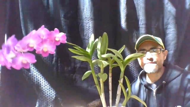 Dendrobium Sweet Pink 'NN' смотреть онлайн