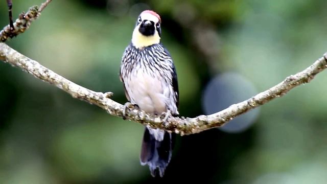 Acorn Woodpecker / Melanerpes formicivorus смотреть онлайн