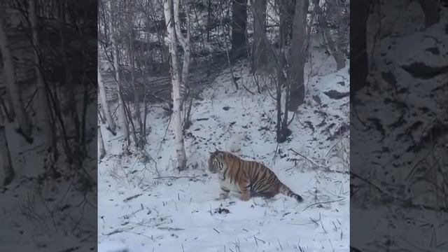 Амурский тигр | Тигр зимой смотреть онлайн