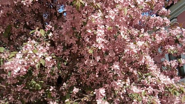 Москва в ВЕСНЕ! смотреть онлайн