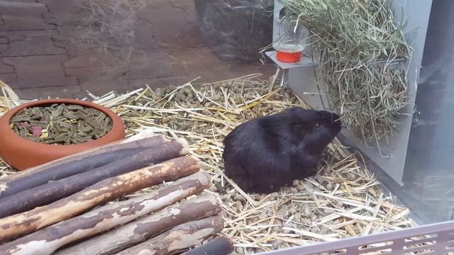 Pflanzengartenmauk Lauffen Am Neckar