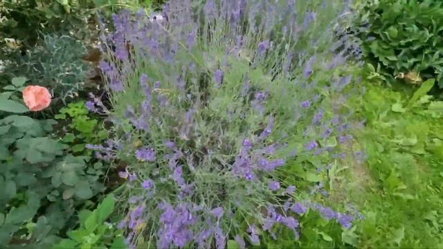 Как и когда собирать лаванду! Как сушить и делать букетики #лаванда#сушимлаванду#дачныйвлог# смотреть онлайн