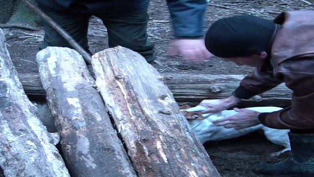 притравка на барсука смотреть онлайн