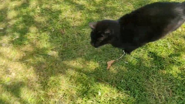 Rope cat смотреть онлайн