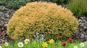 Туя западная Голден Туффет ? Обзор: посадка и уход. саженцы туи: описание и особенности