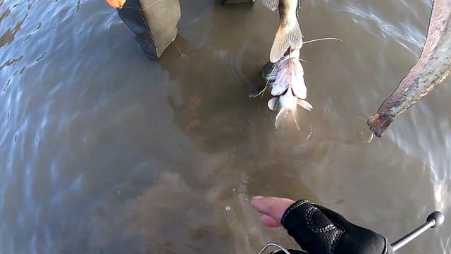 Рыбалка 30.09.21/Часть 1/ Проверяем приметы, которые не работают.Сом и судак атакуют нас с Евгением смотреть онлайн