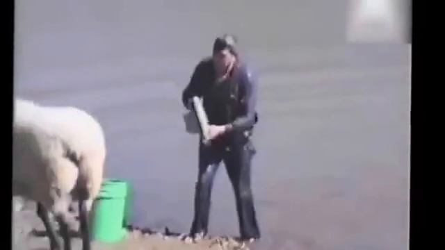 баран и рыбак ))))) смотреть онлайн