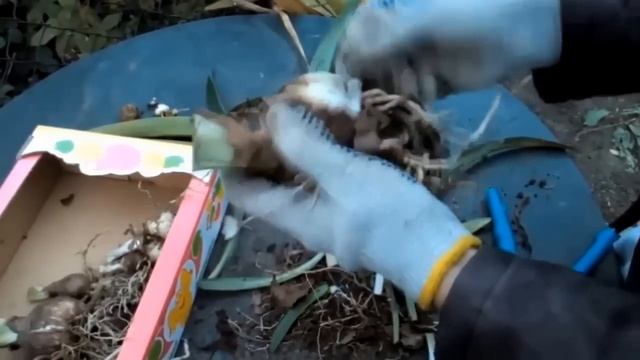 ?Подготовка Гиппеаструма к зиме//? Как хранить Гиппеаструм зимой// ? Гиппеаструм после цветения// смотреть онлайн