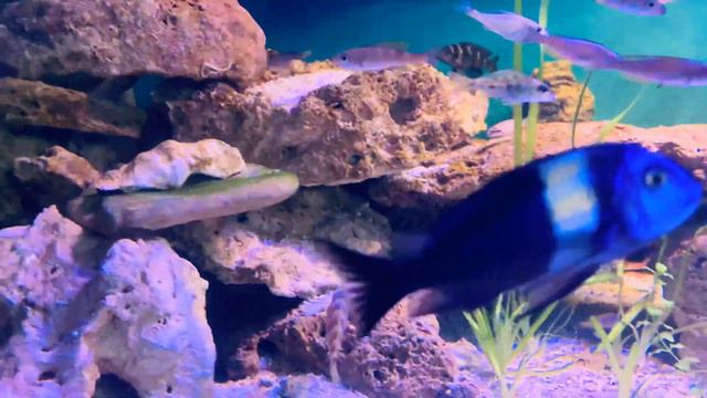 Цихлиды у Профи в Риге смотреть онлайн