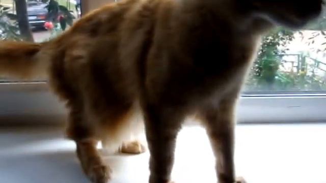 Alise Rysenok 1.5 года и ее мать Sandra смотреть онлайн