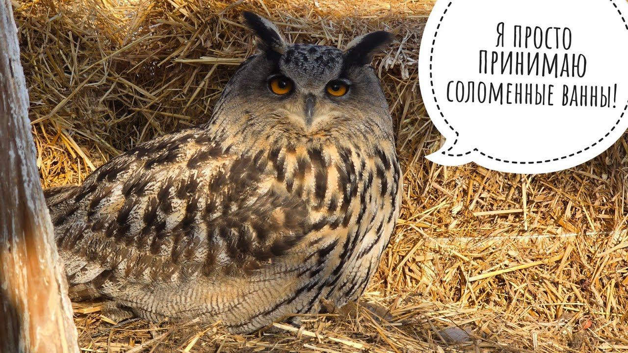 Сова Ёль копает ямки и загадочно сидит в соломе. Сыч Лучик наводит суету в домике и на улице