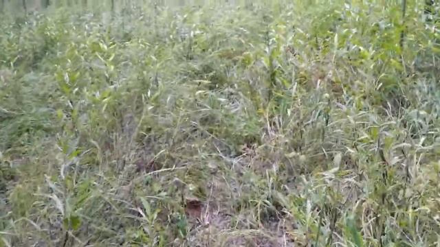 Едем в лес за грибами. смотреть онлайн