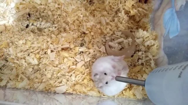 ДЖУНГАРИК ПЬЕТ ВОДИЧКУ ЛЁЖА НА СПИНКЕ смотреть онлайн