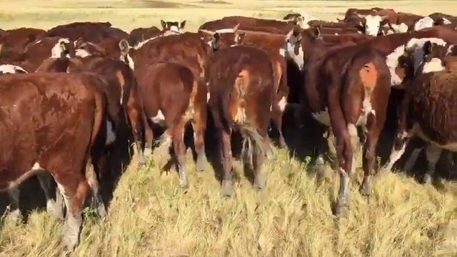 Отбор телок казахской белоголовой породы для клиента в Магадан смотреть онлайн