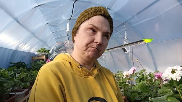 Как подбирать горшок для пеларгонии смотреть онлайн