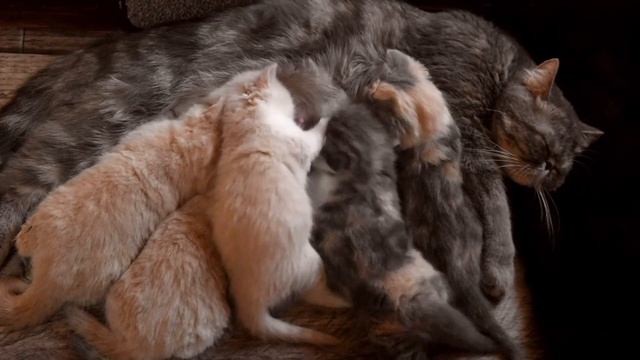 Котенка два, а цыца одна (экзотическая короткошерстная) смотреть онлайн