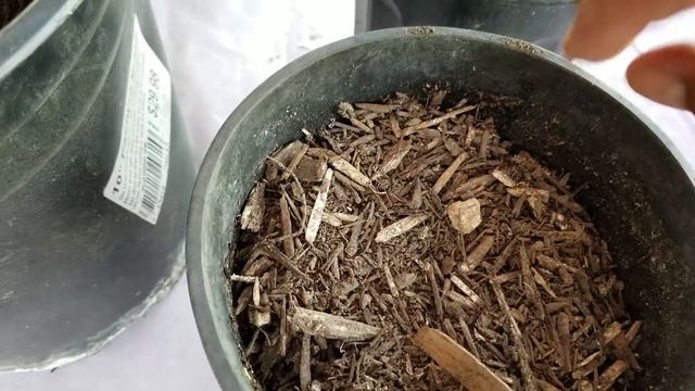 Como reproducir la Mary Lily. смотреть онлайн