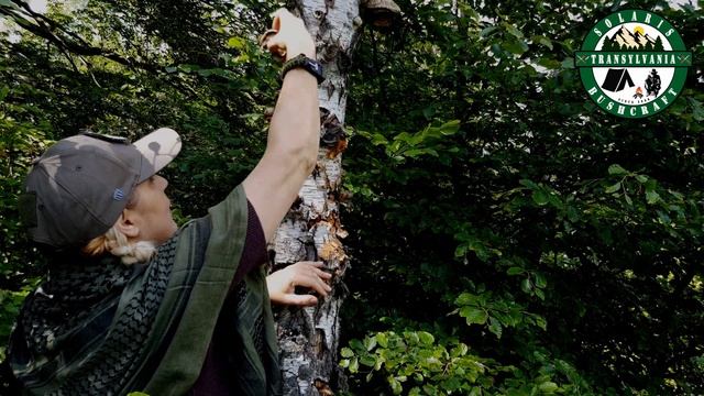 Polipor de mesteacăn - Birch polypore - 4K смотреть онлайн