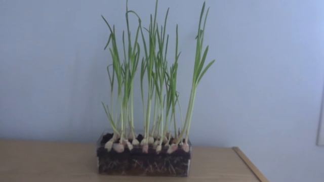 23 01 16 Чеснок на зелень Огород на подоконнике смотреть онлайн