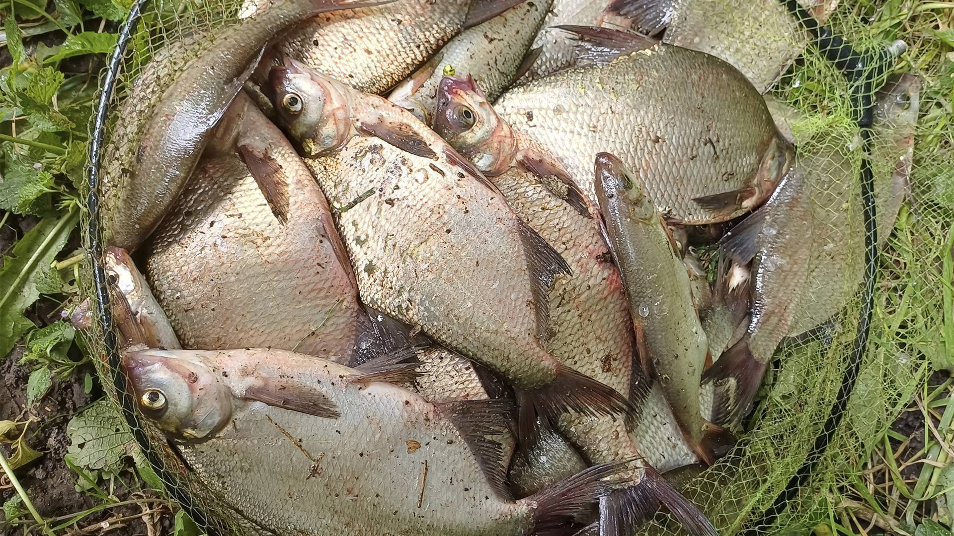 ПОКЛЕВКА за ПОКЛЕВКОЙ! Рыбалка на фидер на реке смотреть онлайн