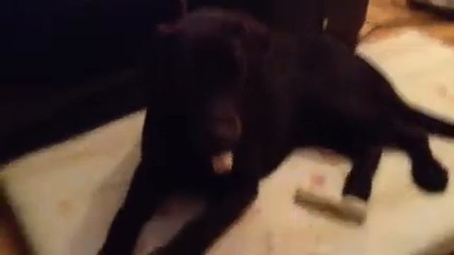 Лабрадор с папироской