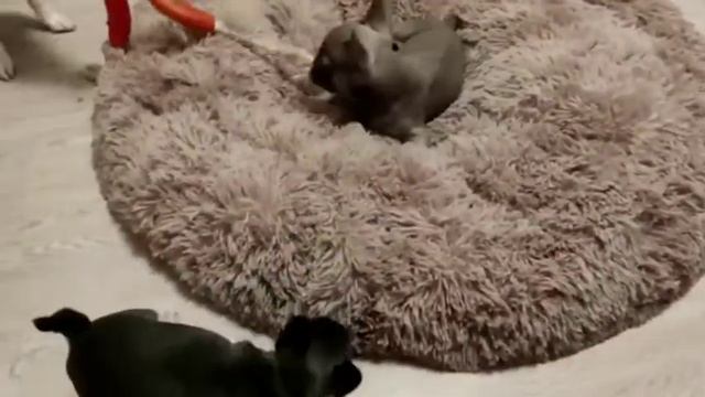 Французские бульдоги и Джек Рассел терьер 💕 смотреть онлайн