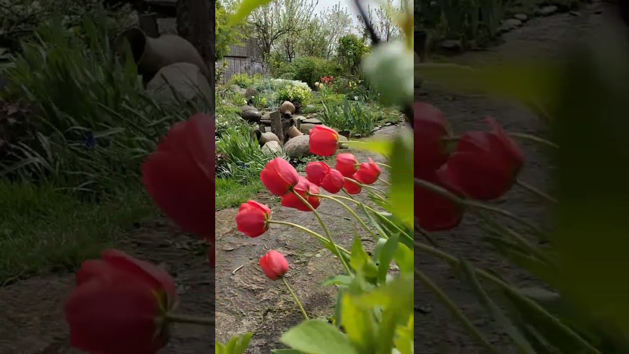 21 апреля #в нашем саду # смотреть онлайн