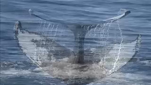 OCEAN STORY Free Relaxation Music