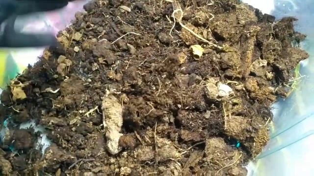 Мой первый АДЕНИУМ!!!/Пересадка адениума/подготовка грунта для адениума смотреть онлайн