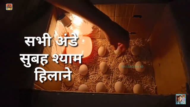 कम किंमत मे इन्क्यूबेटर | बिना मुर्गी के चूजे निकालो смотреть онлайн