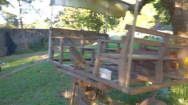 ☭ВЬЕТНАМ #2 Магазин "BigC", НАКОРМИЛИ БЕДНУЮ ОБЕЗЬЯНКУ! Вьетнамский рынок 90-х! Нячанг 2016 смотреть онлайн