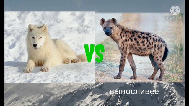 полярный волк против пятнистой гиены смотреть онлайн