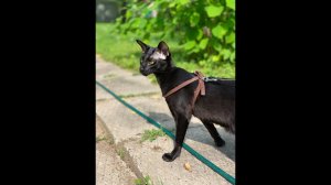 ВСЁ О ОРИЕНТАЛЬНОЙ ПОРОДЕ КОШЕК | ХАРАКТЕР | ЧАСТЬ 2